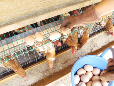 養鶏の様子